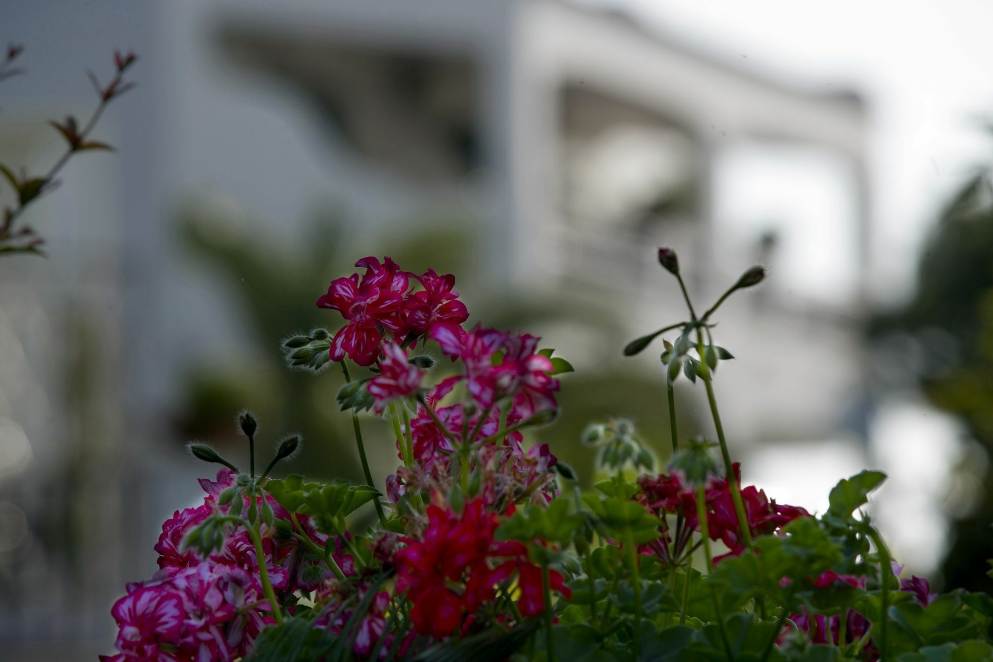 Hotel Parco Maria Terme Forio  Luaran gambar